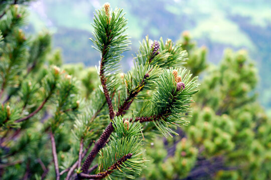 Branches of a dwarf pine (common high alitutde vegetation in the Alps).