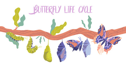 Life cycle and metamorphosis of a butterfly from caterpillar to insect in sequence on a branch, colored vector illustration © 100% HAND-CRAFTED