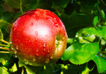 Red apple with leaves on a tree.