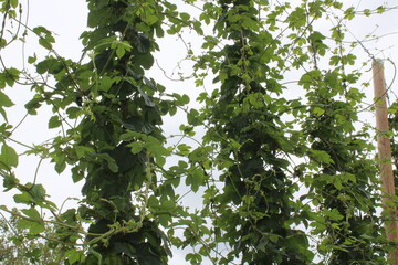 Hopfen