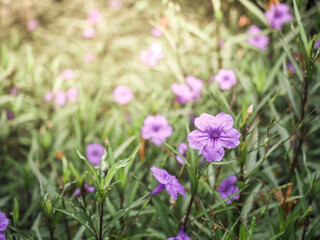 Obraz premium Ruellia brittoniana, Purple Showers, Mexican Petunia or Ruellia Note: 3 ft evergreen shrub. A flower only last 1 day. Grows best in full sun to part shade. 