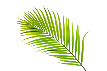 leaves of coconut palm tree isolated on white background with clipping path for design elements, tropical leaf, summer background