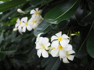 Obraz na płótnie Canvas White Plumeria Flowers after rain.