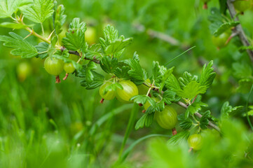 Very juicy and beautiful branch of gooseberry with ripe berries on a background of green grass