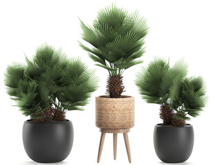 Chamaerops palm tree in a black pot isolated on white background	
