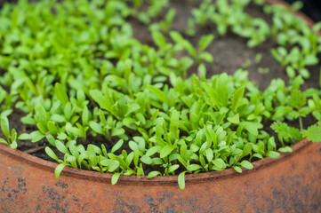 Growing seedlings for a home garden in an old rusty cauldron