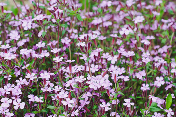 Obraz na płótnie Canvas Beautiful and vibrant little purple matthiola flowers