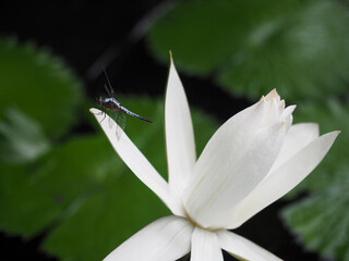 White water lily or lotus flower closeup with blue dragonfly.