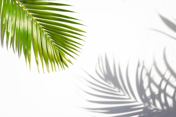 Fototapeta na wymiar leaves of coconut palm tree and shadow isolated on white, tropical leaf, summer background