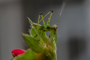 green grasshopper on a leaf