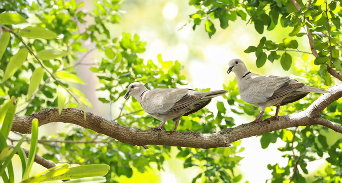 A pair of ring neck doves perched on a tree branch in a tropical backyard garden.