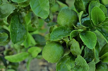 el fruto recibe la lluvia con gran alegría
