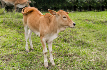 Naklejka na ściany i meble calf in the field