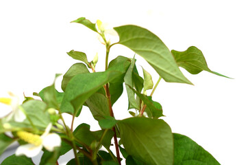 Houttuynia cordata vegetable branches