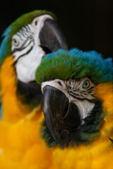 blue and yellow macaw