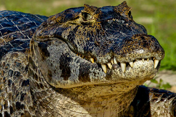 crocodile from Pantanal - Amazon 