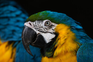 blue and yellow macaw