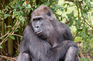 A Western gorilla (Gorilla gorilla)