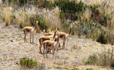 Vicuña on Isla Yuspique (Lake Titicaca, Bolivia)