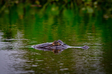 crocodile from Pantanal - Amazon 