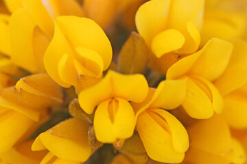 Gorse bush in flower in close up