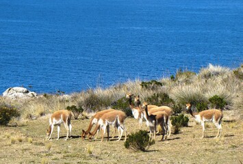 Naklejka premium Vicuñas on Isla Suasi (Lake Titicaca, Peru)