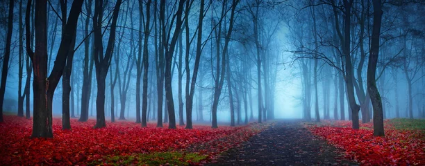 Fototapete Wald Wunderschöner mystischer Wald im blauen Nebel im Herbst