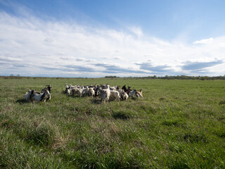 A herd of goats grazing in a field
