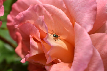 Grün schillernder Bockkäfer blickt aus lachsfarbener Rose