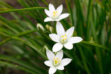 White flowers on a green background