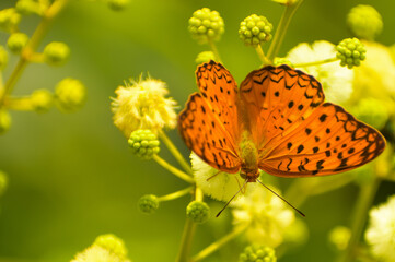 butterfly on flower