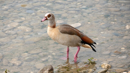 Egyptian goose on the banks of the Rhine