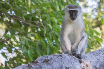 Vervet monkey (Chlorocebus pygerythrus) sitting alone on a tree looking sad in Mapungubwe National Park, South Africa with bokeh