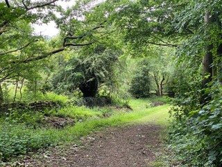 Naklejka na ściany i meble Path lined with old trees and grasses, running through, Heaton Woods, Bradford, UK