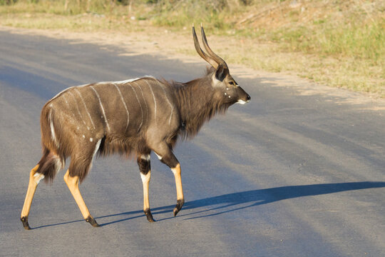 Elegant male nyala walking across the road in Kruger National Park, South Africa