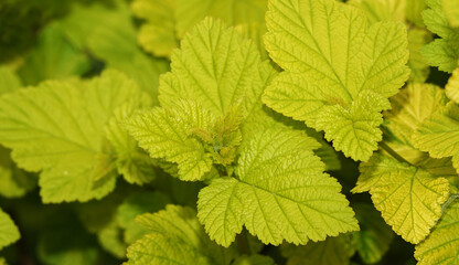 Bush with green leaves in spring