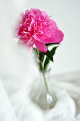 Beautiful pink peonies are very cozy