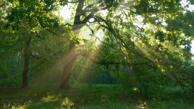 Sun shining through a majestic green oak tree on a meadow. Sun beams breaking through tree. Sunrise in the forest. 4K, UHD