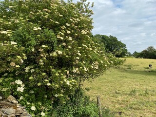 Corner of a pasture with a cow, and a flowering tree in, Bingley, Bradford, UK