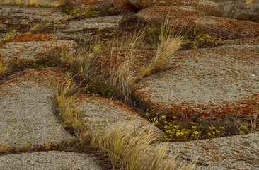 dry grass on the sand