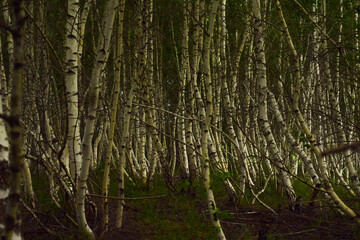 tree in the forest