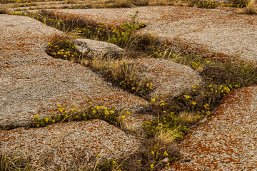 moss on the stone