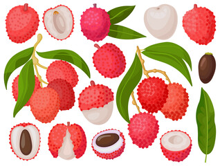 Lychee vector cartoon set icon. Vector illustration litchi on white background. Isolated cartoon set icon lychee.