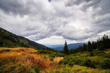Fototapeta premium Panorama of mountains and spruce forrest, day with beautiful clouds and fir trees scene. Autumn background. Trekking and hiking summer travel nature landscape background.
