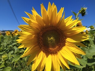 Naklejka premium Girasole
