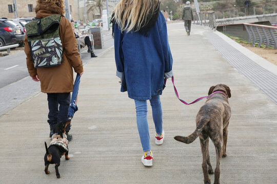man and woman or his girlfriend on a walk along the pavement with dogs with a great dane dog and a dachshund. photo from behind, without face