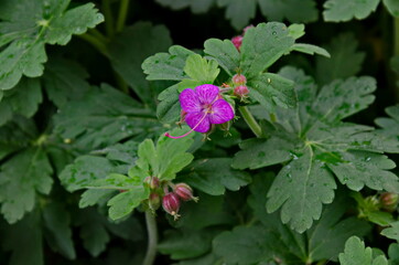 Pink geranium macrorosium or cranesbill flower and buds on a background of green leaves in the garden, Sofia, Bulgaria   
