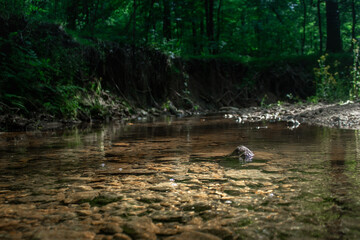 A Rock Resting in a Pond