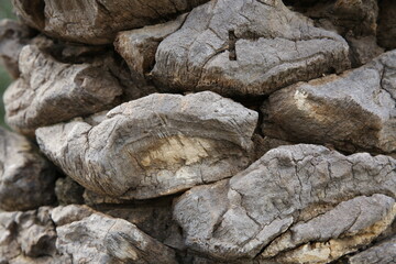 Close-up stone-like texture of palm tree bark. nature organic background, pattern