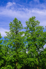 Fototapeta premium ユリノキと青空 三郷文化公園